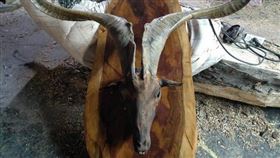 羊角,羊頭,古董,爺爺,台灣紅豆杉（圖／翻攝自PTT）