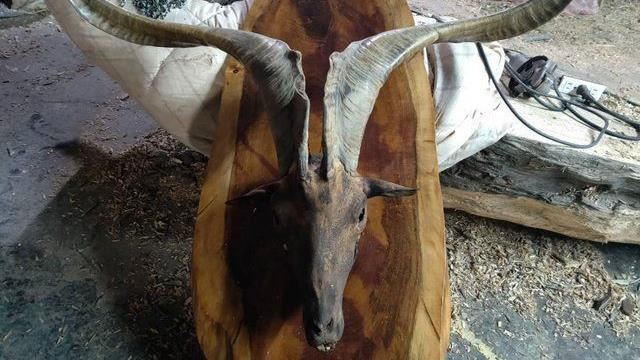 倉庫挖出25年羊頭　網嗨翻：超值錢