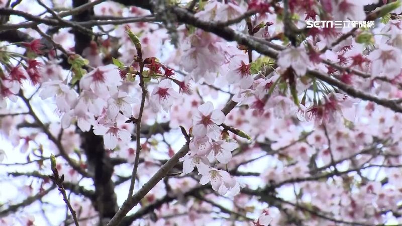 賞花散客增！阿里山飯店住房率逆勢漲