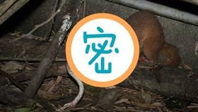 黃鼠狼大啖過山刀,攝影達人授權提供