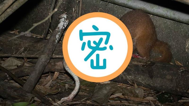 可愛又血腥！黃鼠狼大啖蛇…全網驚呆