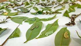 荔枝椿象,高雄,卵片,收購