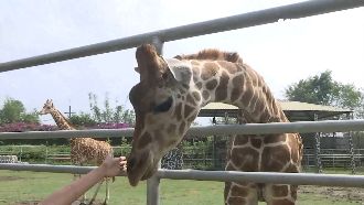 頑皮世界明星　長頸鹿小耳豬萌圈粉