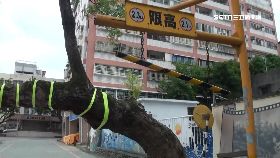 f樹枝絆馬索1800