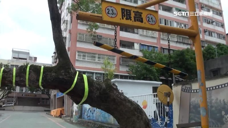 百年老樟樹成絆馬索　機車乘客被擊飛