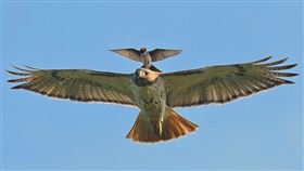 老鷹,紅尾老鷹,必勝鳥（圖／攝影者William Jobes, Flickr CC License）
https://www.flickr.com/photos/billbirds/4804899170/in/photostream/