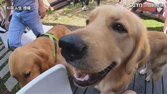 超療癒阿金餐廳　10隻包圍網融化