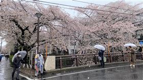 東京遊客雪中賞櫻打卡　保全勸離為避免武漢肺炎疫情擴大，東京的賞櫻景點目黑川今年不辦櫻花季活動，區公所職員及保全呼籲民眾不要在此群聚賞櫻。中央社記者楊明珠東京攝　109年3月29日