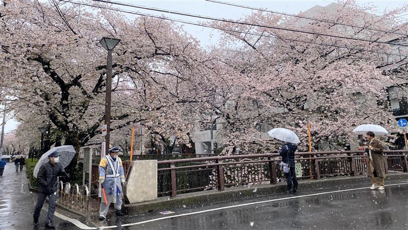 東京櫻花盛開　目黑川湧入大批賞櫻客