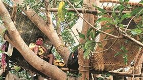 家裡沒房間…7印度人「睡樹上隔離」！村民站崗防野獸攻擊
圖／翻攝 @metesohtaoglu 推特