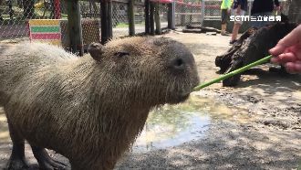 頑皮世界體驗　水豚餵食秒露Q萌臉