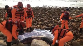 瀕絕保育類江豚通霄岸際死亡