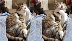  貓咪,衛生,舔,疾病,PTT　圖／翻攝自PTT