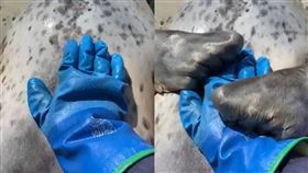「豹抱」還是牽手？飼養員輕喚　耍廢海豹緊抱手、秒起身（圖／翻攝自twitter）