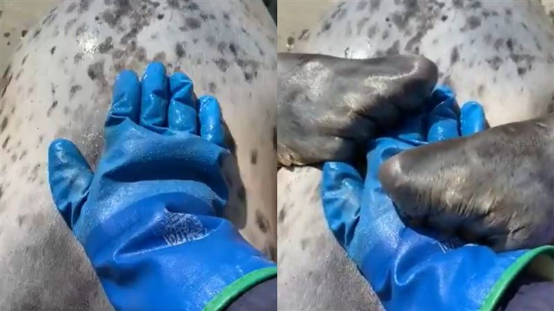 飼養員輕喚　海豹一個動作萌翻上萬人