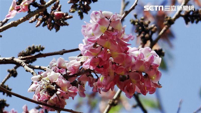 海芋桐花純白夢境　超浪漫花旗木步道