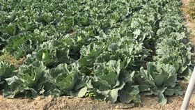 傳疫情導致高麗菜滯銷　台南市府：純屬個案台南市下營區傳出因武漢肺炎疫情造成高麗菜滯銷，市府農業局31日澄清表示，台南高麗菜已進入產季尾聲，下營青農滯銷純屬個案。（台南市政府提供）中央社記者張榮祥台南傳真　109年3月31日