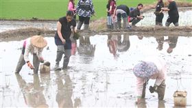 花東縱谷彩繪稻田插秧  完全人力種植（1）花東縱谷國家風景區管理處推廣「2020脊梁山脈旅遊年」，邀請阿美族藝術家優席夫設計稻田彩繪圖案，並選在東里鐵馬驛站種植彩繪稻田；為完整呈現優席夫的設計，且東里稻田並非方正而是不規則型，無法使用機器種稻，完全由人力彎腰種植。（縱管處提供）中央社記者李先鳳傳真　109年3月31日