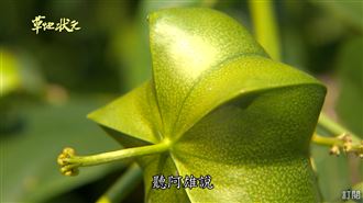 屏東特產　樹上的超級食物深海魚油！