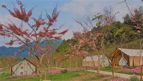 櫻花,寶來,六龜,高雄,日本,武漢肺炎