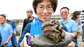台東富山海域移植21顆硨磲貝（1）來自澎湖的21顆硨磲貝31日移植到卑南鄉富山水產動植物繁殖保育區，台東縣長饒慶鈴（前）也在富山國小師生等人陪同下前往，這些硨磲貝2至3年，最大的殼長20公分。中央社記者盧太城台東攝　109年3月31日