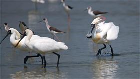 黑面琵鷺將北返　民眾可把握賞鳥最後佳機每年都會有黑面琵鷺到茄萣及永安濕地過冬，3月中旬過後黑面琵鷺身上長出繁殖羽開始準備北返，高雄市政府工務局養護工程處提醒民眾把握賞鳥最後佳機。（高雄市政府養工處提供）中央社記者王淑傳真　109年3月31日