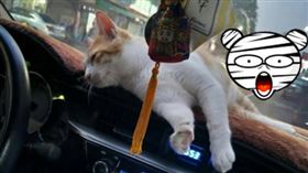  愛貓車上打滾…他順手一拍竟「靈異照」！千人朝聖全嚇壞（圖／翻攝自靈異公社）