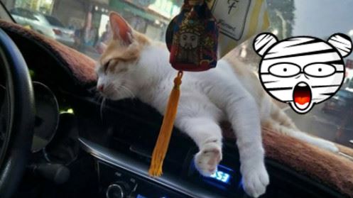 拍愛貓驚見詭異人影…照片曝光網嚇傻