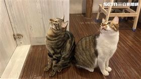 安妞韓食,抓紮,店貓,平安,浪貓,流浪動物,台北／記者於慶璇攝影