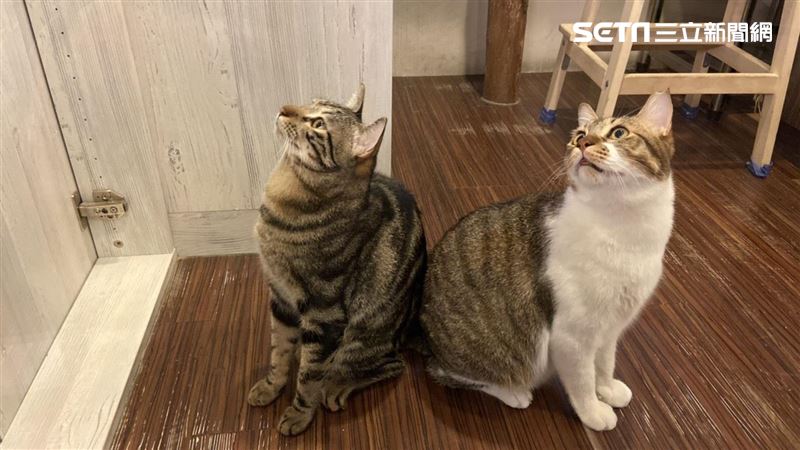 獨／催淚！安妞韓館店貓兄妹結局不同
