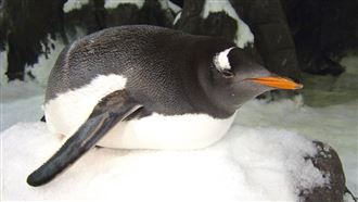 屏東海生館極地水域區企鵝重磅回歸