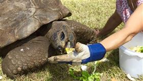 陸龜喬納森（Jonathan）。(圖/翻攝自Teeny Lucy臉書)