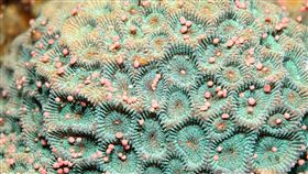 防疫優先  墾丁珊瑚礁保育週活動取消墾丁珊瑚產卵季節來臨，墾丁國家公園管理處每年4月份辦理的珊瑚礁保育週活動，今年因2019冠狀病毒疾病（COVID-19，武漢肺炎）防疫考量決定取消。（墾管處提供）中央社記者郭芷瑄傳真  109年4月1日