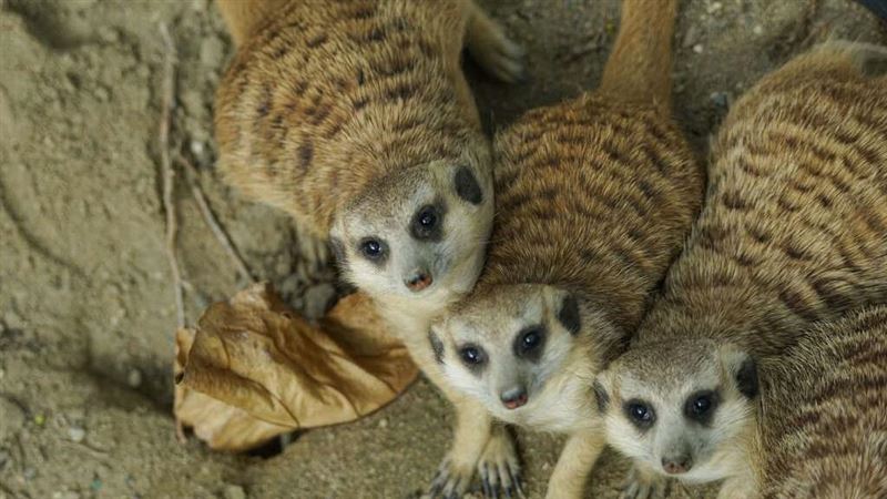 親子遊連假必去　兩大超萌動物集散地