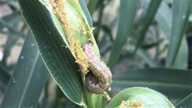 秋行軍蟲在台寄主作物增　台東小米也受害秋行軍蟲災害緊急應變小組1日公布，台東縣政府及農委會台東區農改場首度通報轄內小米受害，應變小組也提醒，秋行軍蟲的寄主種類高達353種，在台灣的寄主範圍仍可能再增加。（防檢局提供）中央社記者楊淑閔傳真　109年4月1日