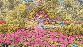 苗栗花露農場，繡球花海，IG授權提供