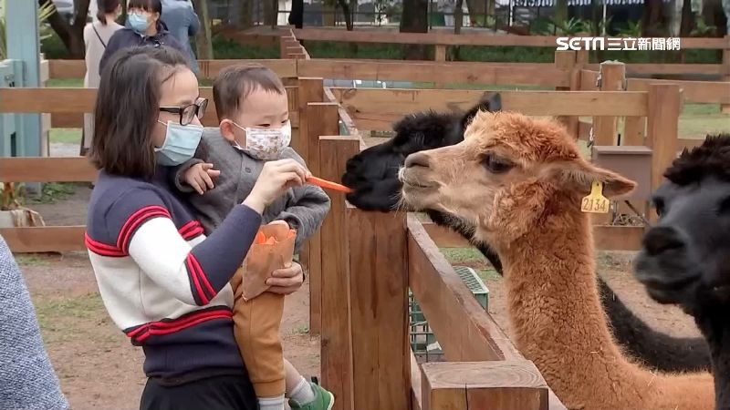 埔心牧場吸親子客　和療癒水豚君互動