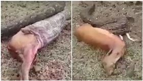 貪心不足蛇吞「鹿」！巨蟒竟吐出麋鹿（圖／翻攝自Newslions Media Network YouTube）