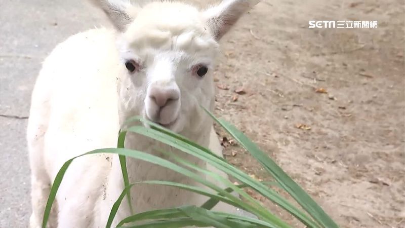 台南動物園半開放式　近距離接觸羊駝