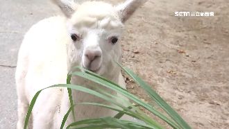台南動物園半開放式　近距離接觸羊駝