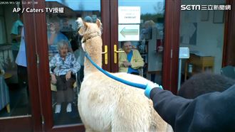 羊駝出巡養老院！　婆婆驚喜展笑容