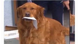 俗話說「助人為快樂之本」，但你有看過這麼熱心助人的毛小孩嗎？日前一隻7歲的美國黃金獵犬桑尼Sunny登上新聞版面，除了可愛的模樣融化不少人，牠的暖心舉動更獲得各界關注。
圖／翻攝自teitter@CBS7
https://twitter.com/CBS7News/status/1244685886815711234