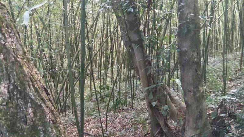 竹林傳掙扎聲　里長背發涼驚見長髮女