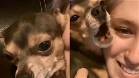 你知道，不只鸚鵡，狗狗也能學人說話嗎？戲精歌手汪星人示範給你看。主人一說「Say Hello」，吉娃娃「Hermes」秒用高亢「嗷嗚」回應，聲音極似在說「哈囉」。聰明到主人狂嚕狗，Hermes忍不住發出呻吟，超享受，網友讚爆「你們太可愛了」。