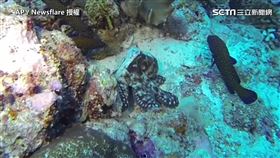 ▲潛水員在潛水時，親眼目睹了章魚多次變色的景像。（圖／AP／Newsflare 授權）