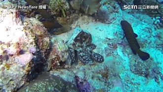 神奇海底生物　手指一戳立刻變身