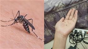 蚊子,女友,奇才,打死,畫畫,男友,證據