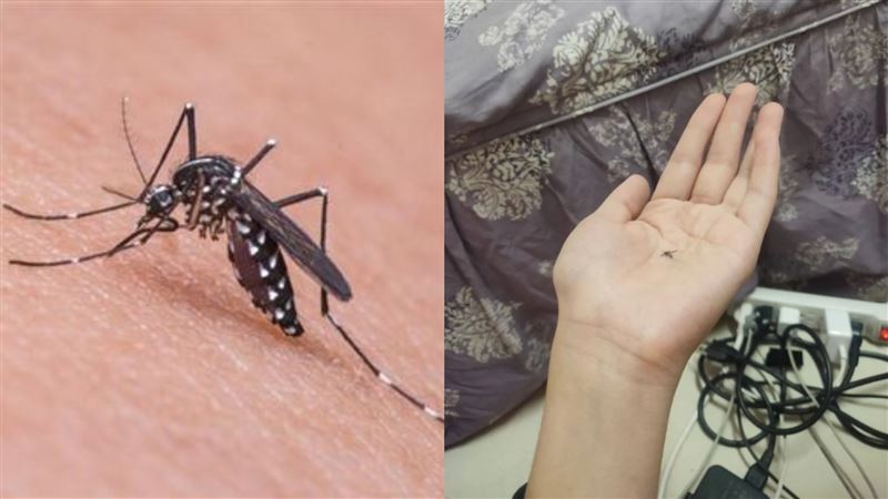 男友令打蚊拍照存證　她1神招…秒解