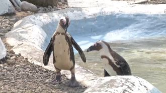 來看企鵝游泳消消暑　小朋友開心圍觀