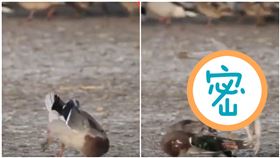鴨子突瞬間抽搐猝死！影片放慢6倍速...驚曝兇手是游隼（圖／翻攝自YouTube）